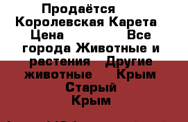 Продаётся!     Королевская Карета › Цена ­ 300 000 - Все города Животные и растения » Другие животные   . Крым,Старый Крым